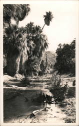 In Palm Canyon Postcard