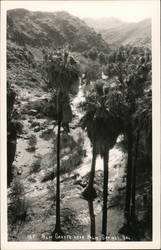 Palm Canyon near Palm Springs Postcard