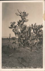 Cactus Near Palm Springs California Willard Postcard Postcard Postcard