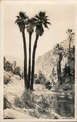 Triple Palm in Palm Canyon Indio, CA Willard Postcard Postcard Postcard