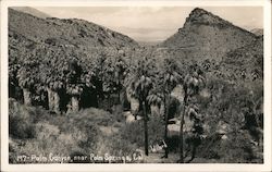 Palm Canyon Near Palm Springs Indio, CA Willard Postcard Postcard Postcard