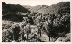 Palm Canyon near Palm Springs Indio, CA Willard Postcard Postcard Postcard