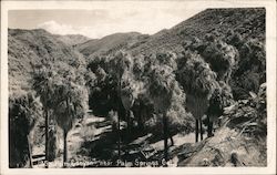 Palm Canyon, near Palm Springs, California Indio, CA Willard Postcard Postcard Postcard