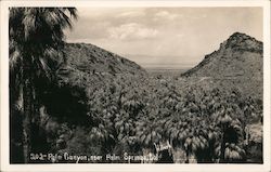 Palm Canyon Near Palm Springs Indio, CA Willard Postcard Postcard Postcard