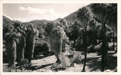 Palm Canyon, near Palm Springs, California Indio, CA Willard Postcard Postcard Postcard