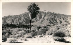 On the Desert near Palm Springs, California Indio, CA Willard Postcard Postcard Postcard