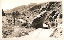 Entering Palm Canyon Indio, CA Willard Postcard Postcard Postcard