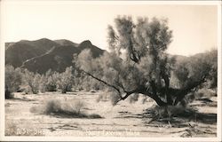 Smoke Trees in Palm Canyon Wash Indio, CA Willard Postcard Postcard Postcard