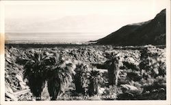 Looking out of Palm Canyon Palm Springs, CA Willard Postcard Postcard Postcard