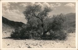 Desert Willow Palm Springs, CA Willard Postcard Postcard Postcard