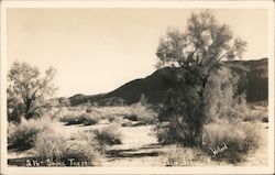 Smoke Trees on the Desert near Palm Springs, California Willard Postcard Postcard Postcard