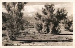 Mount San Gorgonia from Palm Springs, California Willard Postcard Postcard Postcard