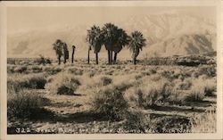 Seven Palms and Mt. San Jacinto, near Palm Springs, California Willard Postcard Postcard Postcard