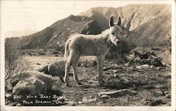 Wild Baby Burro Postcard