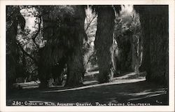 Circle of Palms Andreas Canyon Palm Springs, CA Willard Postcard Postcard Postcard