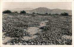 Verbena in Bloom in the Desert Palm Springs, CA Willard Postcard Postcard Postcard