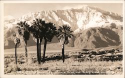 Mt. San Jacinto From Seven Palms Near Palm Springs California Willard Postcard Postcard Postcard