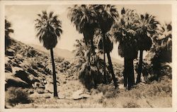 Palm Canyon Near Palm Springs Indio, CA Willard Postcard Postcard Postcard