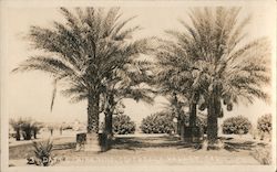 Dates Ripening Coachella Valley, California Postcard