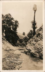 A View of Palm Canyon Palm Springs, CA Willard Postcard Postcard Postcard