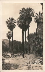 Palm Canyon, Palm Springs, CA Postcard