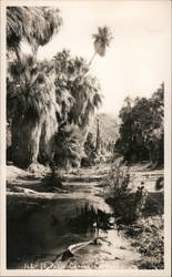 Palm Canyons Indio, CA Willard Postcard Postcard Postcard