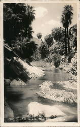 Palm Canyon Near Palm Springs Indio, CA Willard Postcard Postcard Postcard