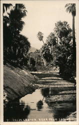 Palm Canyon Near Palm Springs Indio, CA Willard Postcard Postcard Postcard