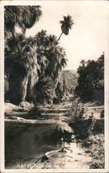 In Palm Canyon Indio, CA Willard Postcard Postcard Postcard