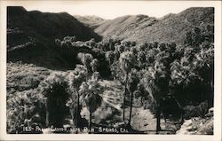 Palm Canyon near Palm Springs, California Willard Postcard Postcard Postcard