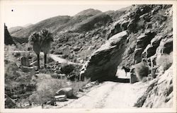 Entering Palm Canyon Indio, CA Willard Postcard Postcard Postcard