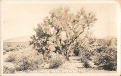 Smoke Tree Near Palm Springs Indio, CA Willard Postcard Postcard Postcard