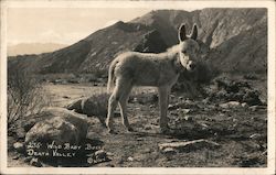 Wild Baby Burro Postcard