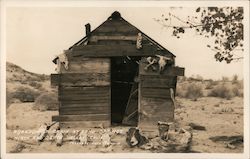 Abandoned Cabin at Sand Springs Postcard