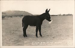 A song bird of the desert, Death Valley, California Postcard