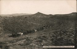 20 Head Mule Team En Route to Death Valley Postcard