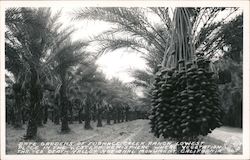 Date Gardens of Furnace Creek Ranch, lowest place in the Western Hemisphere where vegetation thrives Death Valley, CA Postcard P Postcard