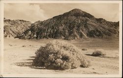 Desert Holly Death Valley, CA Postcard Postcard Postcard