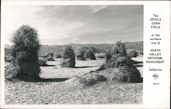 The Devil's Cornfield Death Valley National Monument Postcard