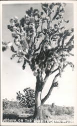 Joshua Tree on Road to Death Valley Postcard