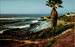 Along The Shore At Beautiful La Jolla, CA Postcard Postcard