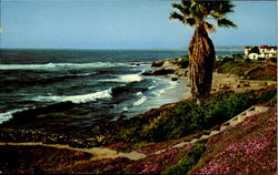 Along The Shore At Beautiful La Jolla, California Postcard