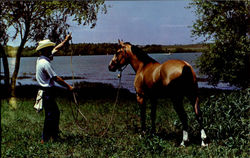 Texas Cowboy And His Horse Postcard