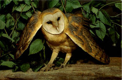 Barn Owl Tyto Alba Birds Postcard Postcard