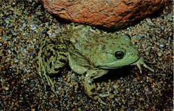 Bullfrog Postcard Postcard