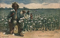 African Americans Picking Cotton Postcard