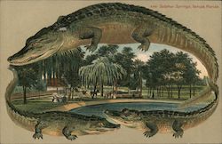 Alligator Border S561 Sulphur Springs Postcard