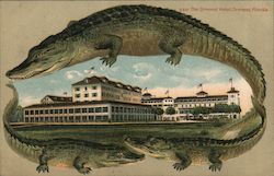 Alligator Border S610 The Ormond Hotel Florida Postcard Postcard Postcard