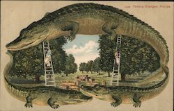 Alligator Border  S629 Picking Oranges Postcard