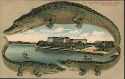 Alligator Border S532 Royal Palm Hotel and Brickell's Point Postcard